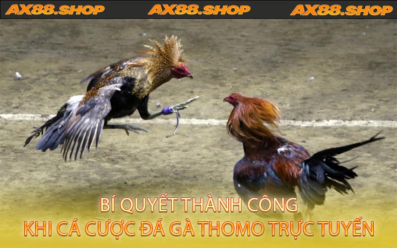 Bí Quyết Thành Công Khi Cá Cược Đá Gà Thomo Trực Tuyến