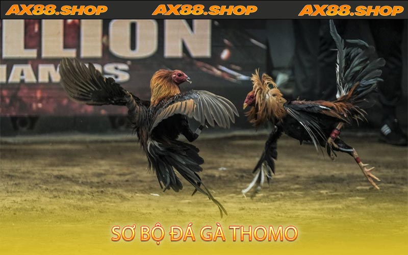 Sơ Bộ Đá Gà Thomo